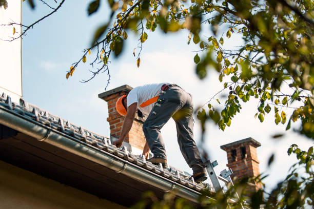 Best Roof Moss and Algae Removal  in Buena Vista, VA